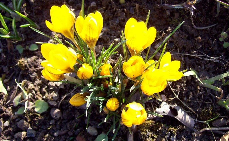 Yellow Crocus Flowers — Bright, Spring, Photograph, Soil