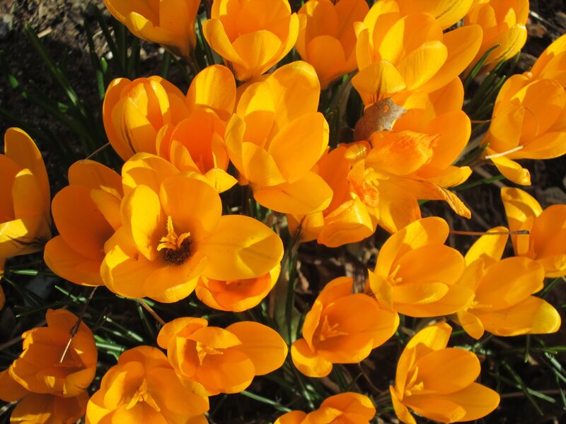 Yellow Crocus Flowers — Bright, Spring, Photograph