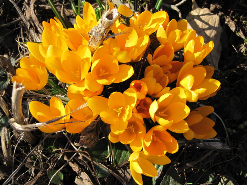 Yellow Crocus Flowers — Bright, Spring
