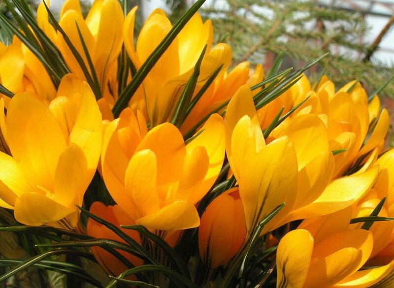 Yellow Crocus Flowers — Bright