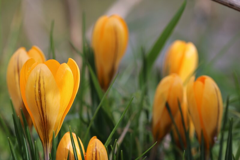 Yellow Crocus Flowers — Calm, Spring, Photograph, Grass