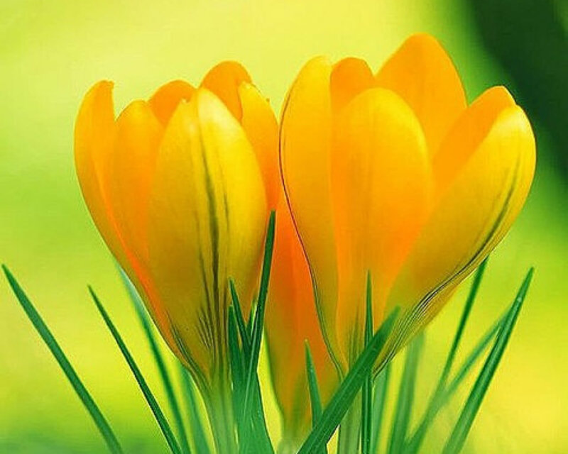Yellow Crocus Flowers — Calm, Spring, Photograph, Green Leaves, Bloom
