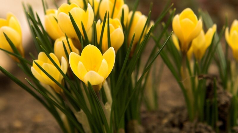 Yellow Crocus Flowers — Calm, Spring, Photograph, Green Leaves, Soil, Green