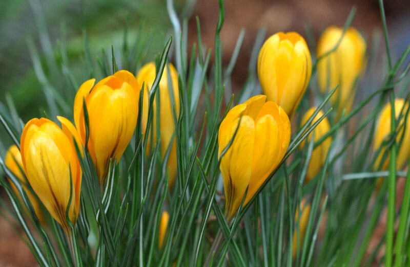 Yellow Crocus Flowers — Calm, Spring, Photograph, Green Leaves