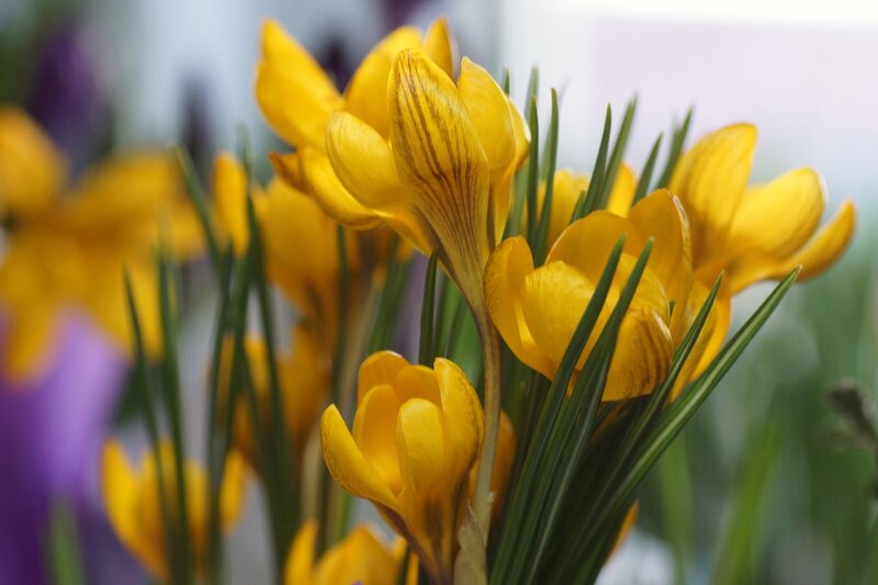 Yellow Crocus Flowers — Calm, Spring, Photograph