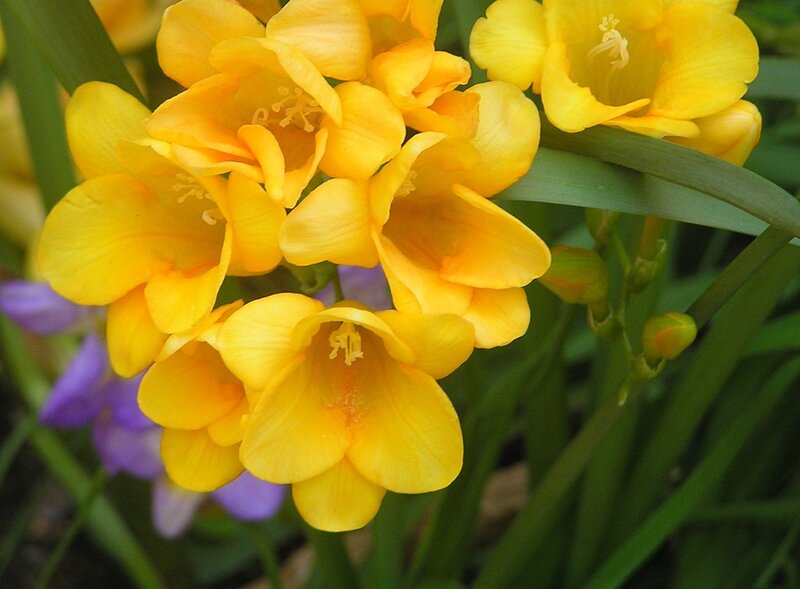 Yellow Crocus Flowers — Calm, Spring