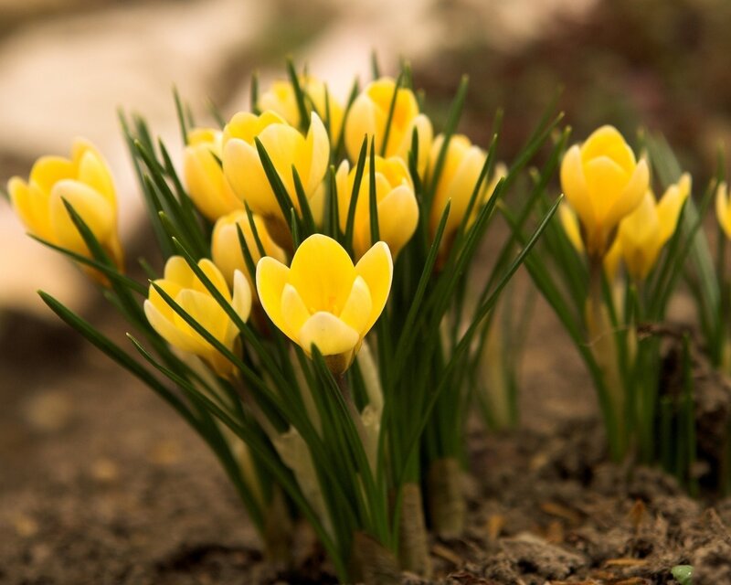 Yellow Crocus Flowers — Calm