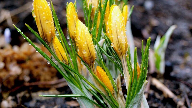 Yellow Crocus Flowers — Damp
