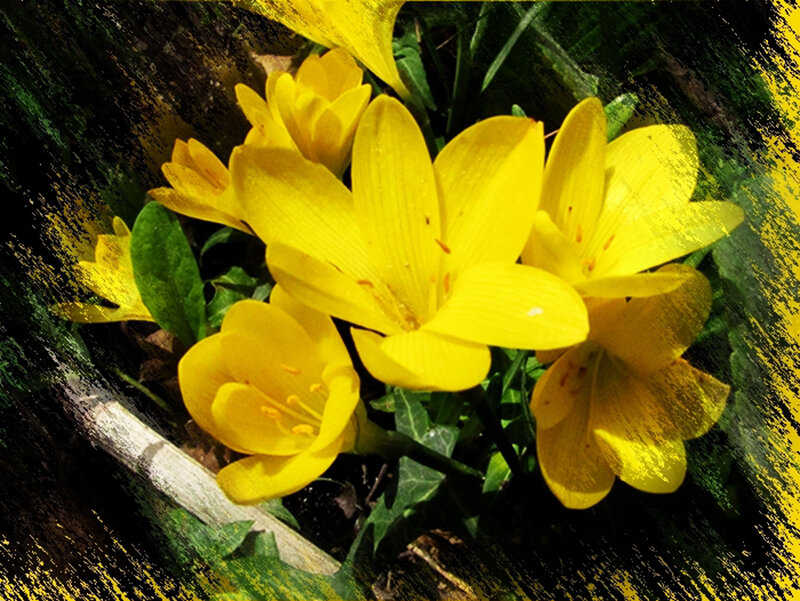 Yellow Crocus Flowers — Dramatic