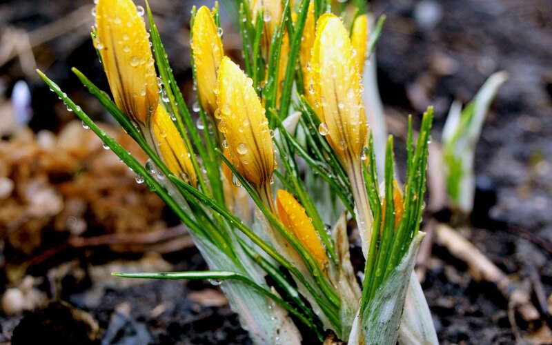 Yellow Crocus Flowers — Fresh