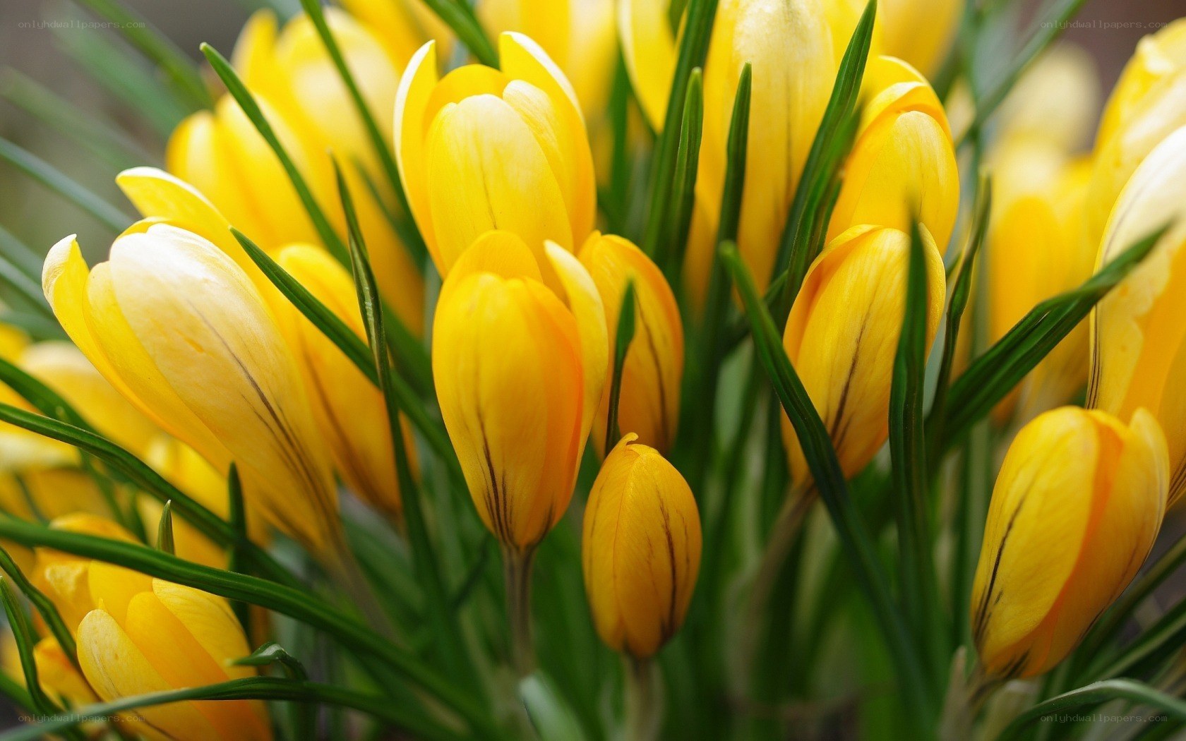 Yellow crocus flowers in bloom