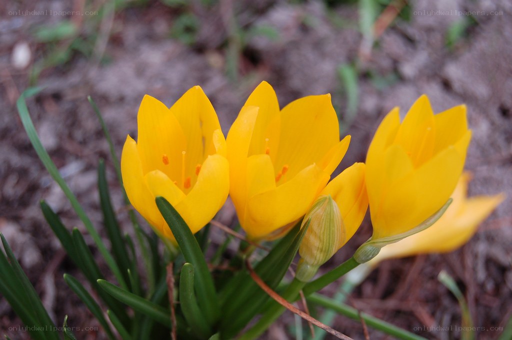 yellow crocus flowers in bloom