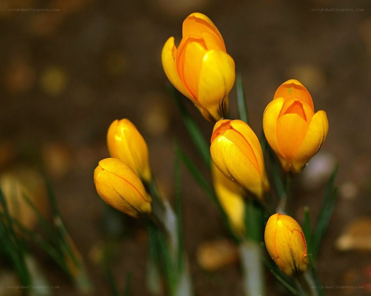 Yellow crocus flowers in bloom
