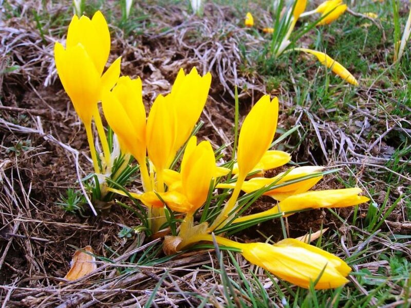 Yellow Crocus Flowers — Natural, Spring, Photograph, Grass, Soil