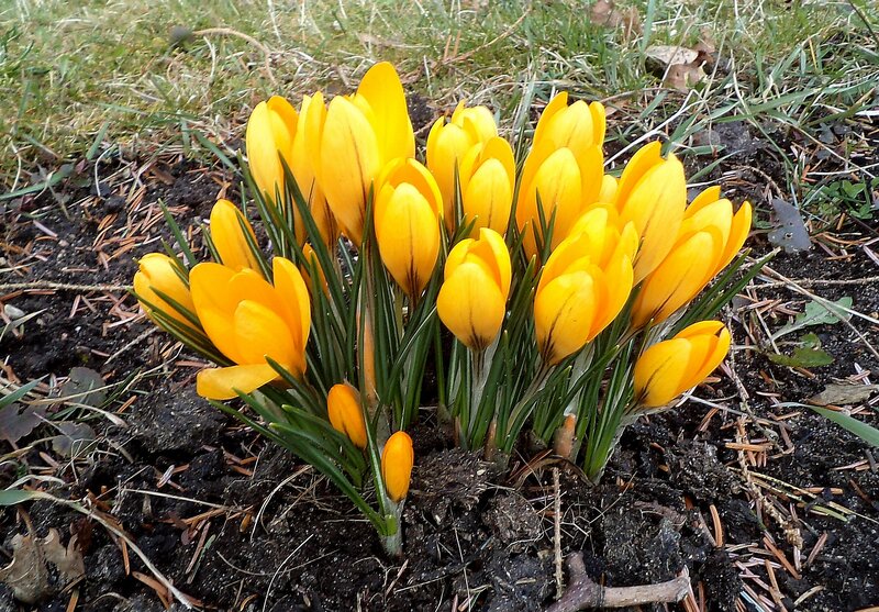 Yellow Crocus Flowers — Natural, Spring, Photograph, Grass