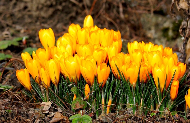 Yellow Crocus Flowers — Natural, Spring, Photograph, Green Leaves, Dry Soil