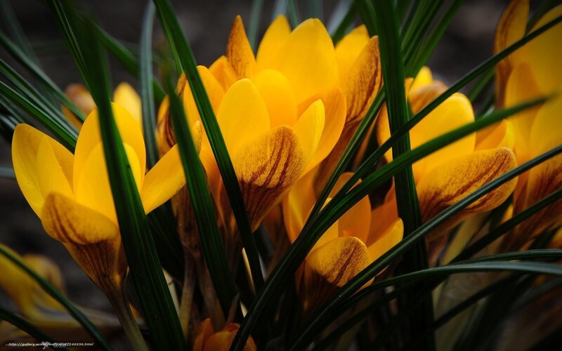 Yellow Crocus Flowers — Natural, Spring, Photograph, Green Leaves, Flower Buds