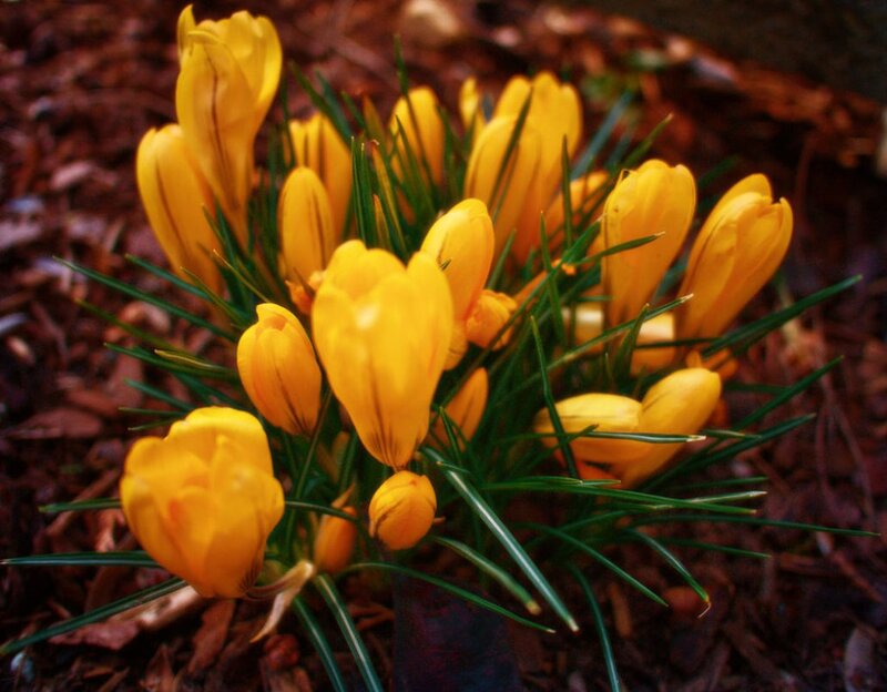 Yellow Crocus Flowers — Natural, Spring, Photograph, Green Leaves, Mulch