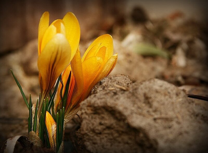Yellow Crocus Flowers — Natural, Spring, Photograph, Green Leaves, Rock