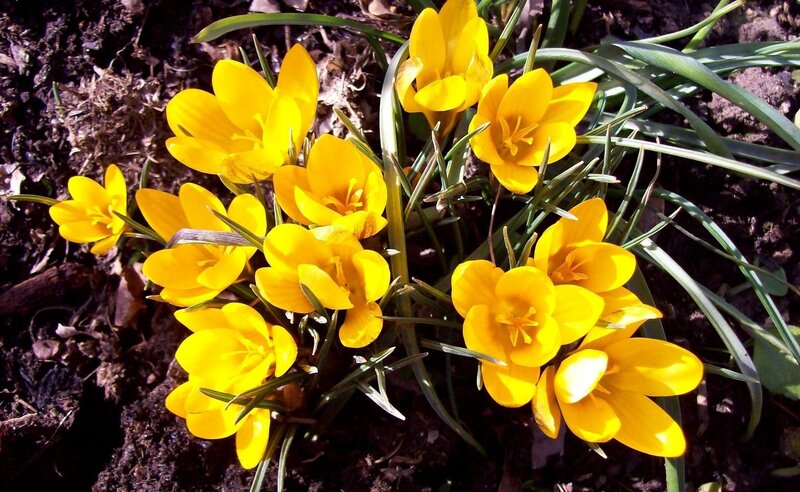 Yellow Crocus Flowers — Natural, Spring, Photograph, Soil, Leaves
