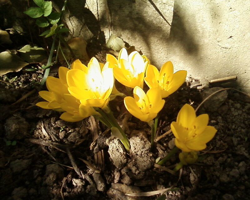 Yellow Crocus Flowers — Natural, Spring, Photograph, Soil