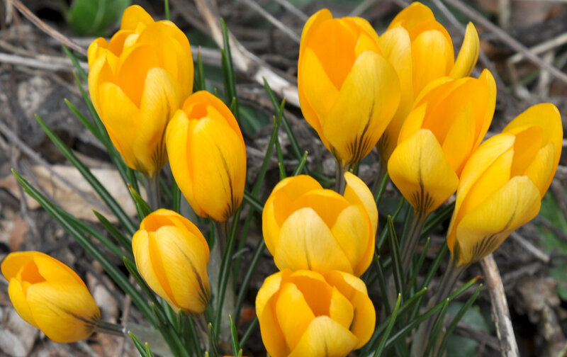 Yellow Crocus Flowers — Natural, Spring, Photograph