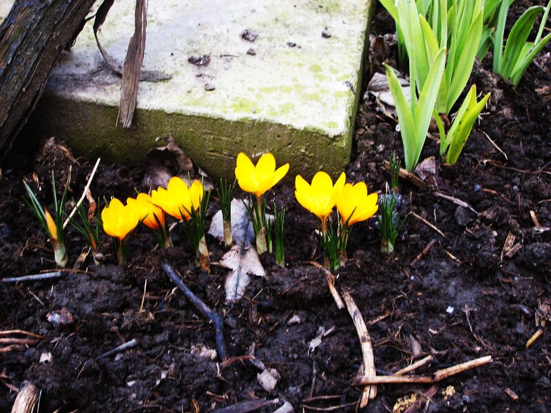 Yellow Crocus Flowers — Natural