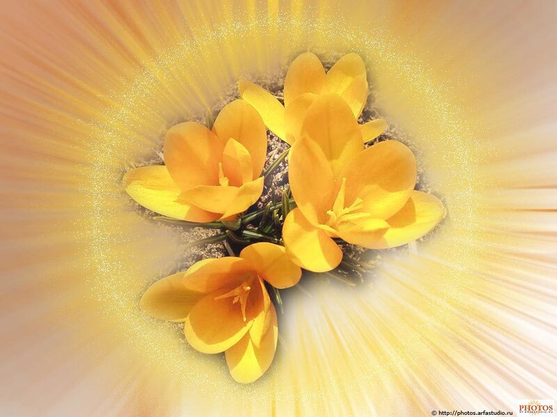 Yellow Crocus Flowers — Radiant