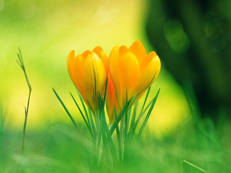 Yellow Crocus Flowers — Serene, Spring, Photograph, Grass, Green Background