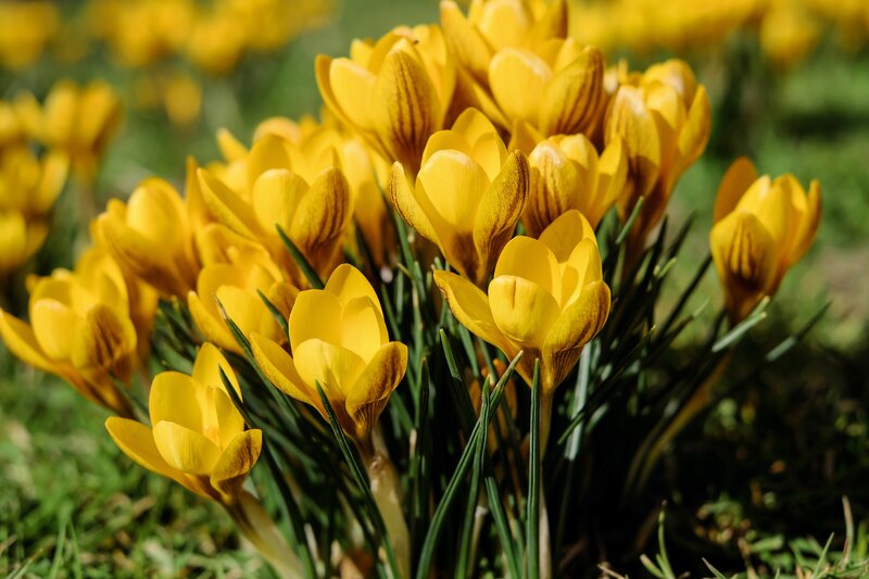 Yellow Crocus Flowers — Serene, Spring, Photograph, Grass, Green Leaves, Green