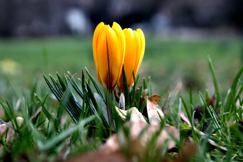 Yellow Crocus Flowers — Serene, Spring, Photograph, Grass