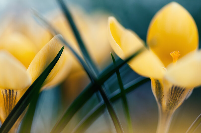 Yellow Crocus Flowers — Serene, Spring, Photograph, Green Leaves, Flower Petals