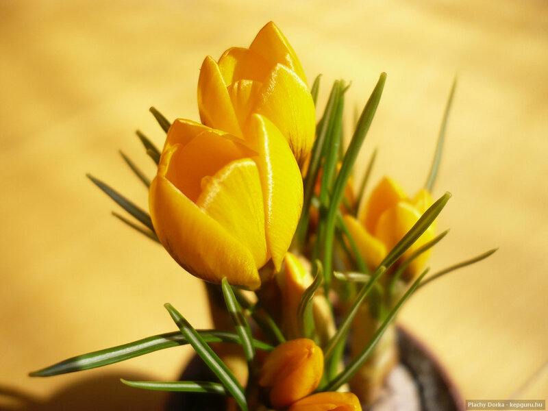 Yellow Crocus Flowers — Serene, Spring, Photograph, Green Leaves