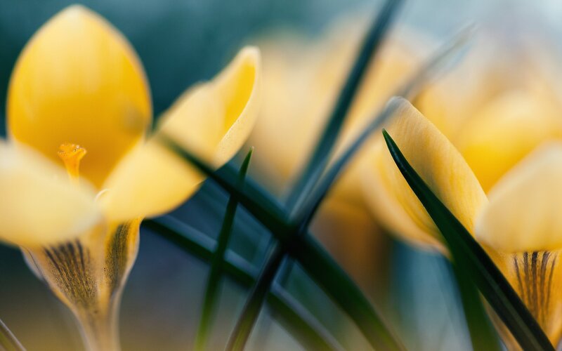 Yellow Crocus Flowers — Serene, Spring, Photograph, Leaves