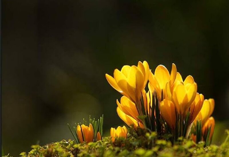 Yellow Crocus Flowers — Serene, Spring, Photograph, Moss