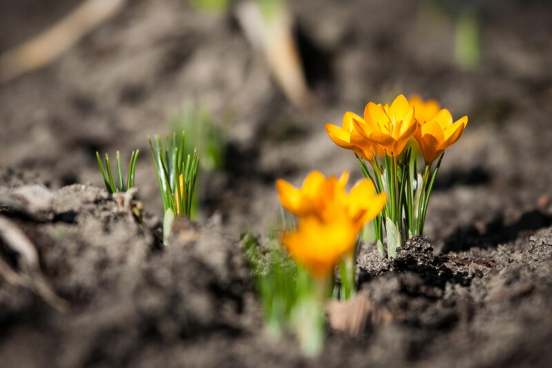 Yellow Crocus Flowers — Serene, Spring, Photograph, Soil