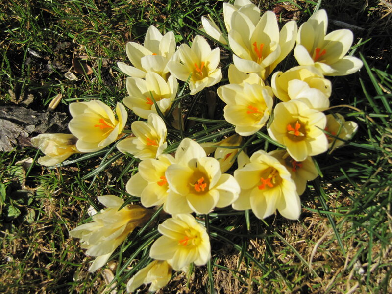 Yellow Crocus Flowers — Serene, Spring, Photograph