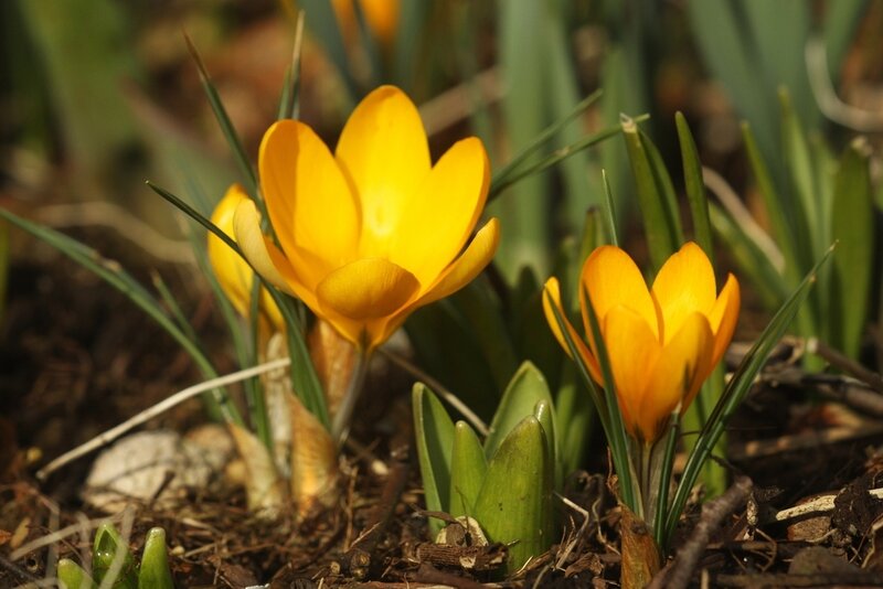 Yellow Crocus Flowers — Serene, Spring