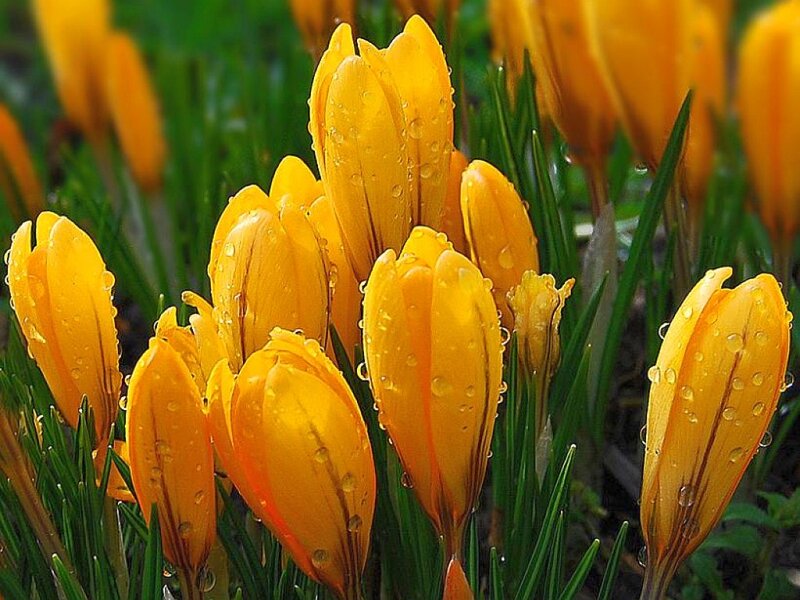 Yellow Crocus Flowers — Serene