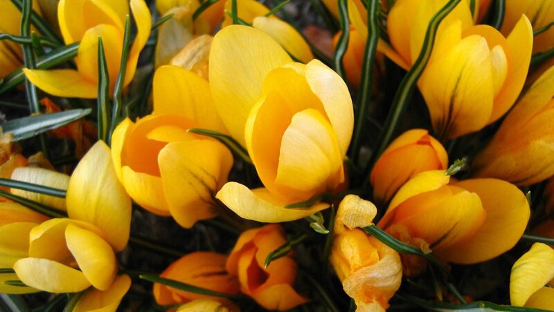 yellow crocus flowers