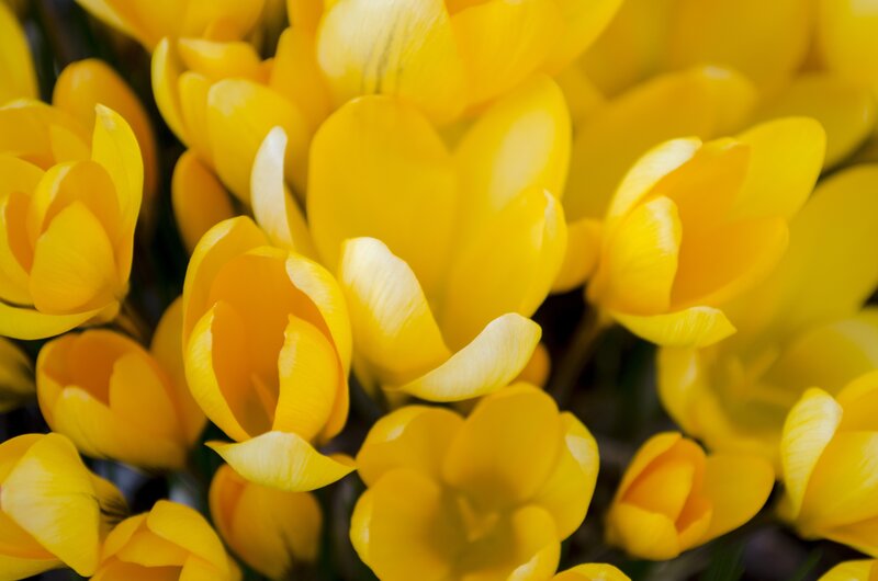 Yellow Crocus Flowers — Vibrant, Spring
