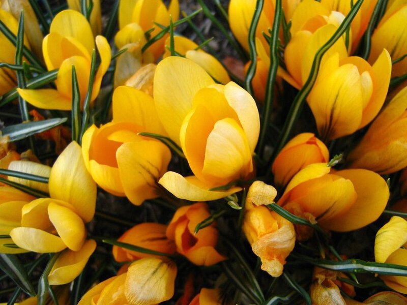 Yellow Crocus Flowers — Vibrant