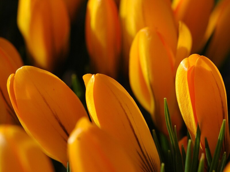 Yellow Crocus Flowers — Warm