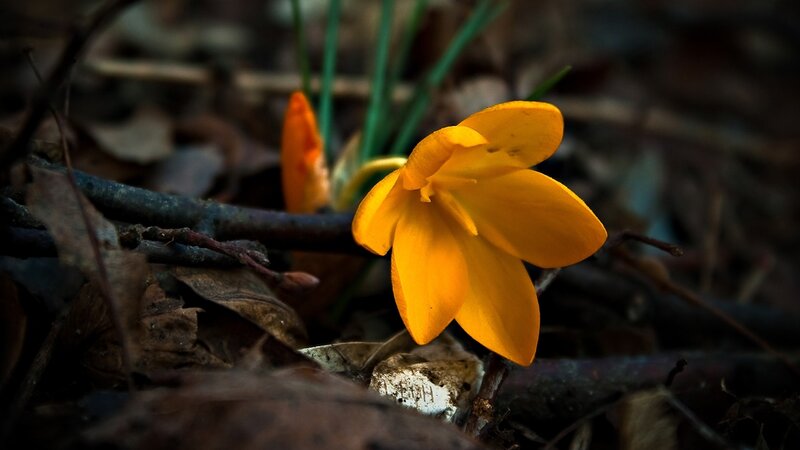 Yellow crocus in forest