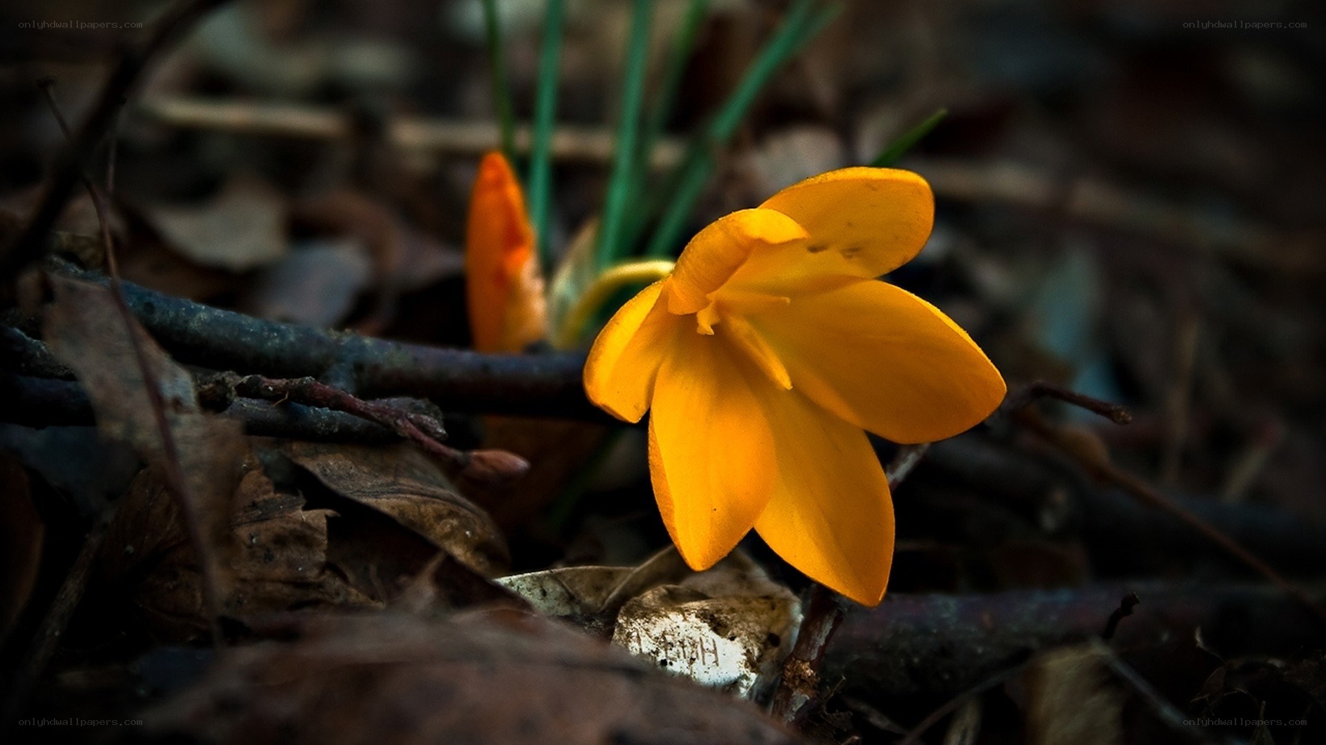 Yellow crocus in forest