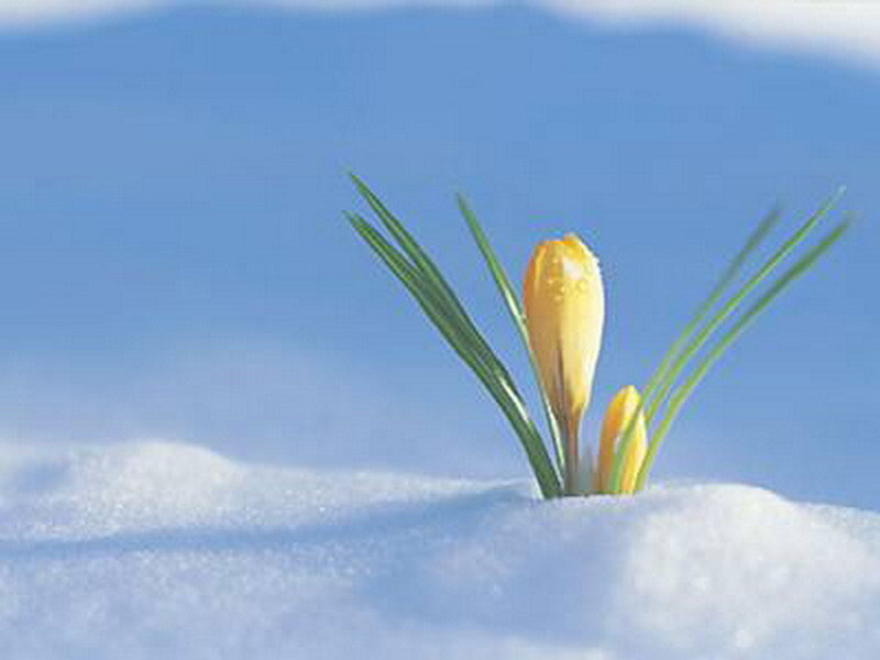 Yellow crocus in snow