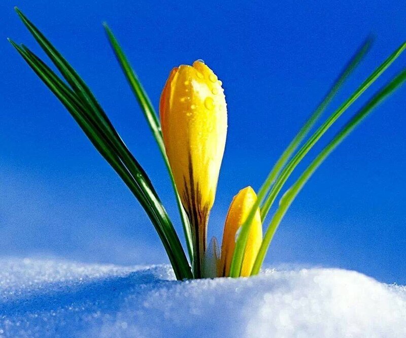 Yellow Crocus in Snow — Serene, Spring, Photograph
