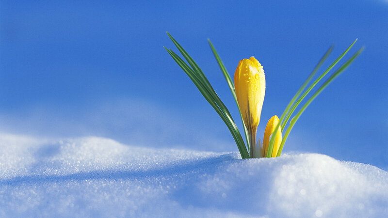 Yellow Crocus in Snow — Serene, Spring