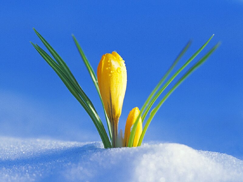 Yellow Crocus in Snow — Serene