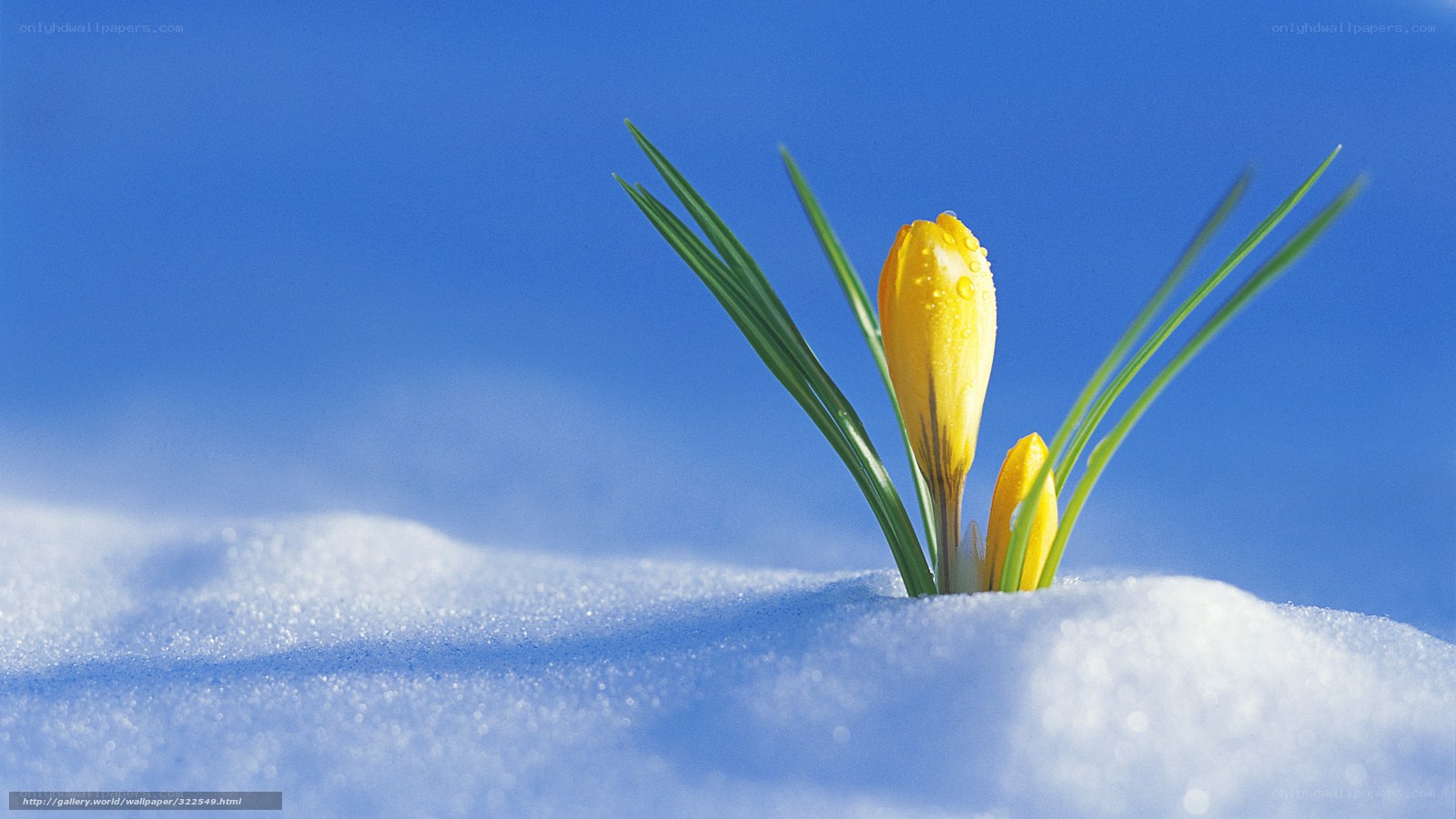 Yellow crocus in snow